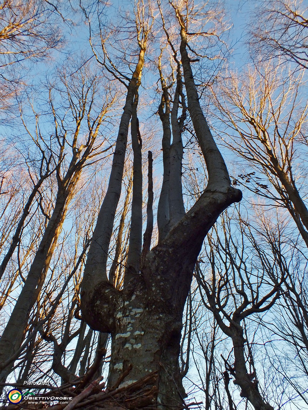 17 Nella splendida faggeta...un candelabro.JPG